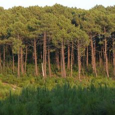 Landes forest