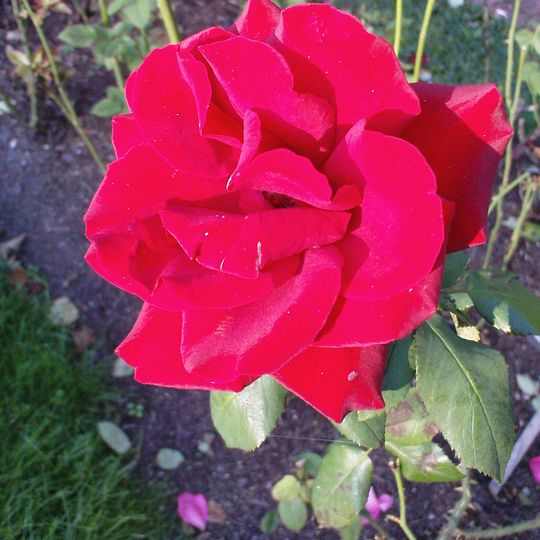 Różanka Ogrodu Botanicznego UW