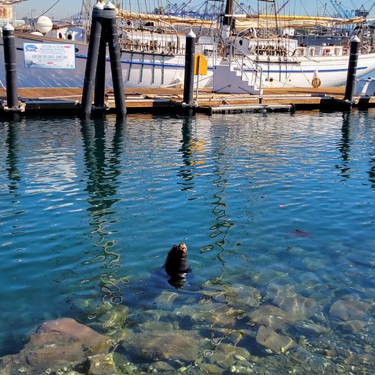 San Pedro Fish Market