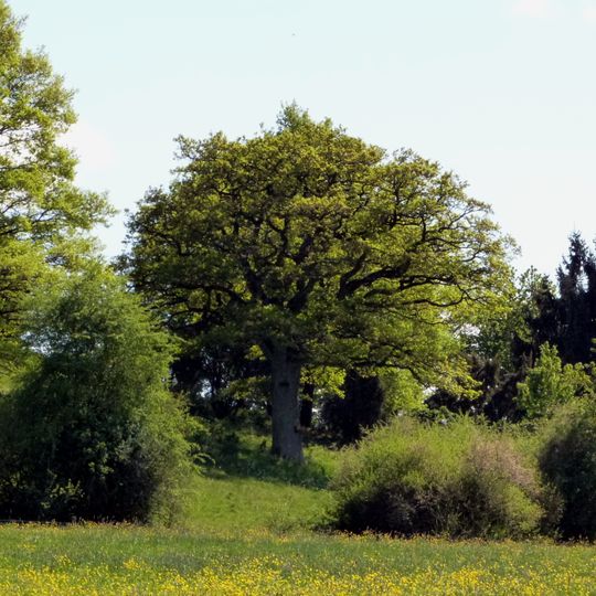 Eiche im Gewann Schliff