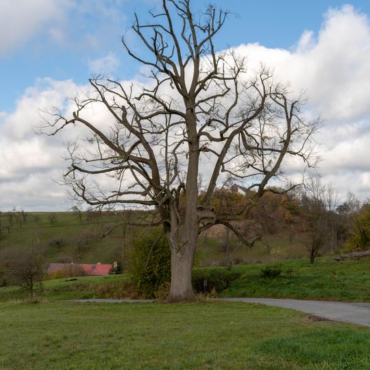 Lípa srdčitá u Bartošů