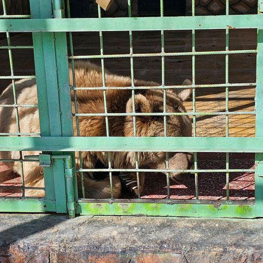 حديقة الحيوانات بالطائف