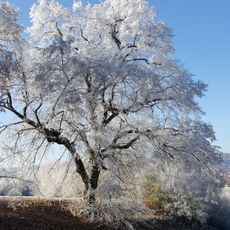 Naturdenkmal 1 Linde Schlacht