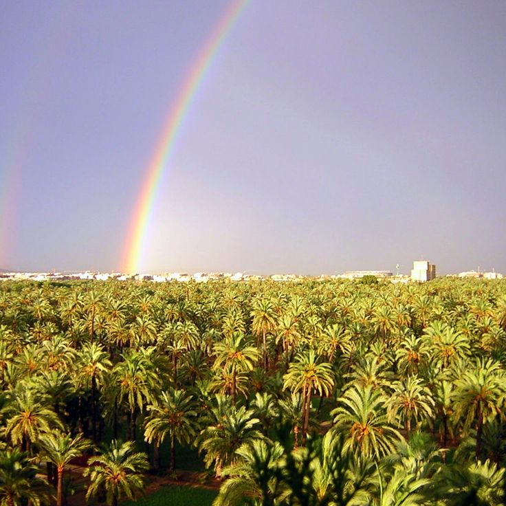Palmeral d'Elche