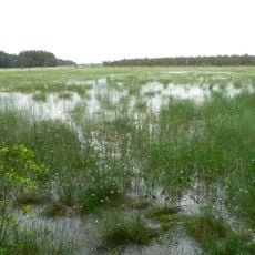 Čepkeliai Marsh