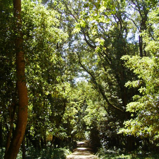 Mata Rainha D. Leonor