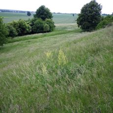 Wellheimer Trockental