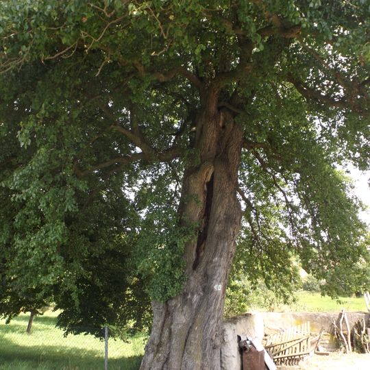 Hrušeň obecná v Dolní Radouni