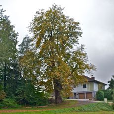 Rosskastanie von Eberschwang