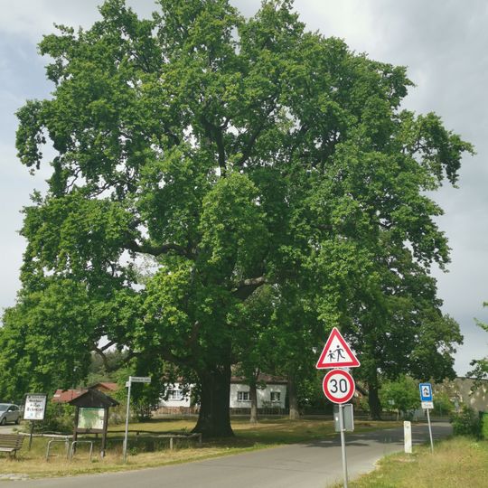 Naturdenkmal Friedenseiche auf dem Dorfanger  in Limsdorf