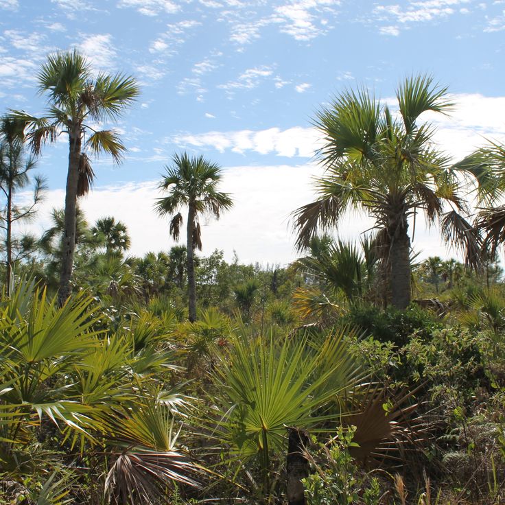 Lucayan National Park
