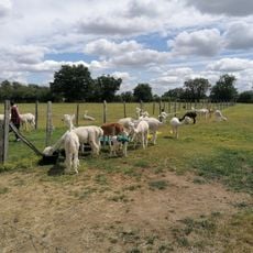 Argenton Alpacas