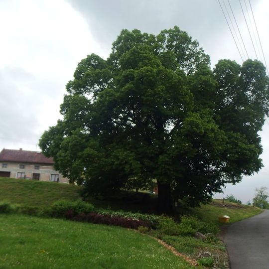 Lípa v Bezuchově