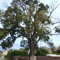 Dub letní u kina v Dolním Podluží