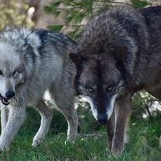 Wolf Park