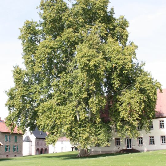 Platane an der Zehntscheune