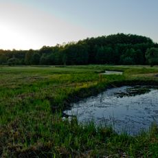 Choryňský mokřad