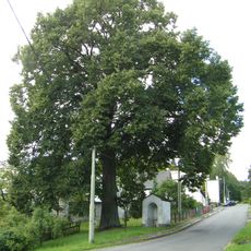 Lípa u kapličky v Kamenickém Šenově