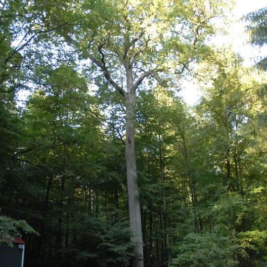 Forstwart Stauch Oak