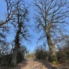 Alte Eichen von Schreufa