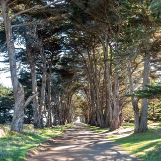 Cypress Tree Tunnel at Point Reyes