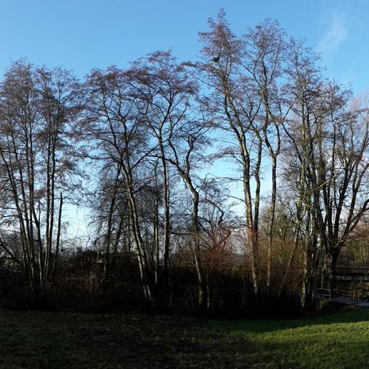 Gehölz an der Mündung des Hegnaubachs