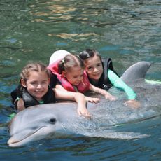 Island Dolphin Care