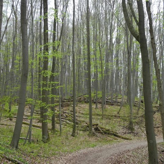 Dreienberg bei Friedewald