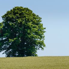 Tilia, west from Groitzsch