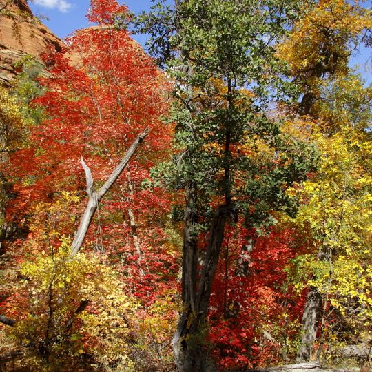Red Rock-Secret Mountain Wilderness