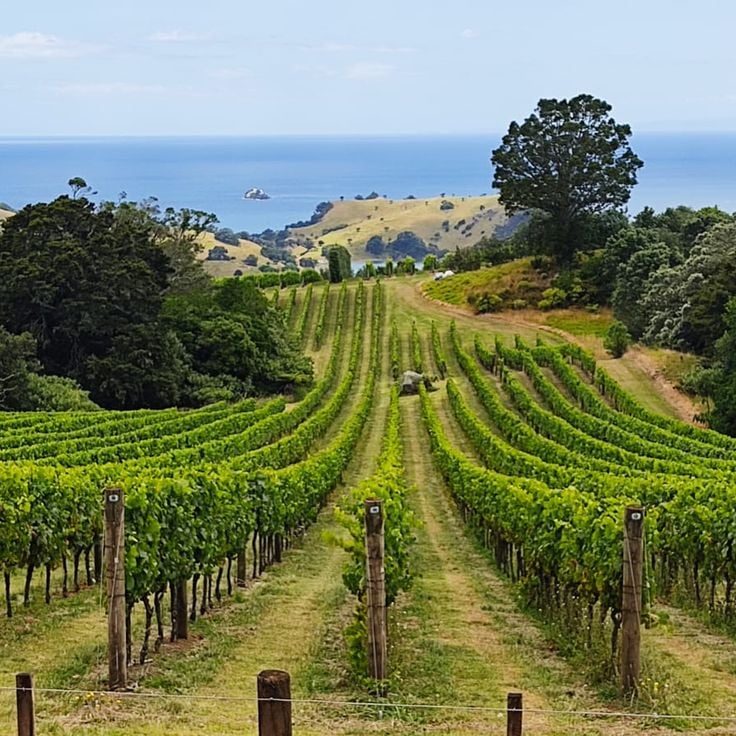 Man O' War Vineyards