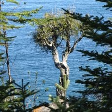 Witch Tree