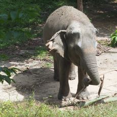 Phuket Elephant Sanctuary
