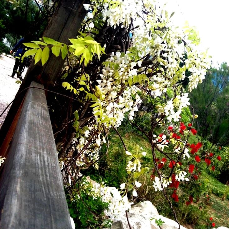 Giardino Giapponese di Tunisi