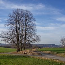 Lípy v Hradových Střimelicích