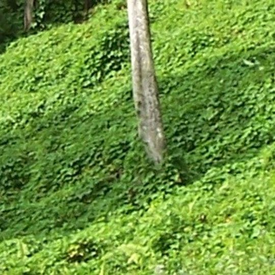 Sendero de Kokoda