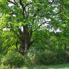 Dvojčata princezny Hedviky