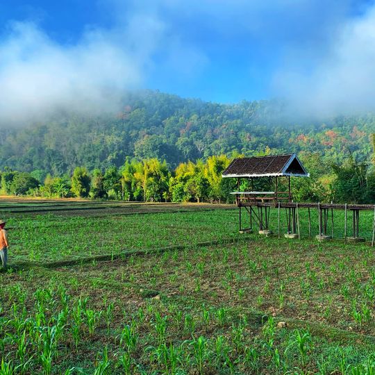 สะพานข้าว ๙ ก้าวเพื่อสุข Rice Bridge 9 steps for happiness