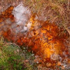 Sēravoti Zaļajā purvā