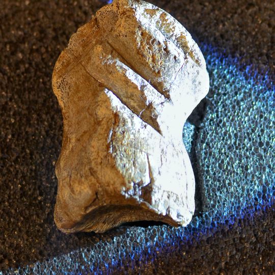 Riesenhirschknochen der Einhornhöhle