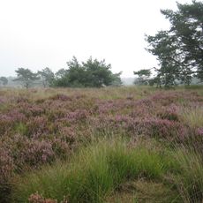 De Zoom - Kalmthoutse Heide