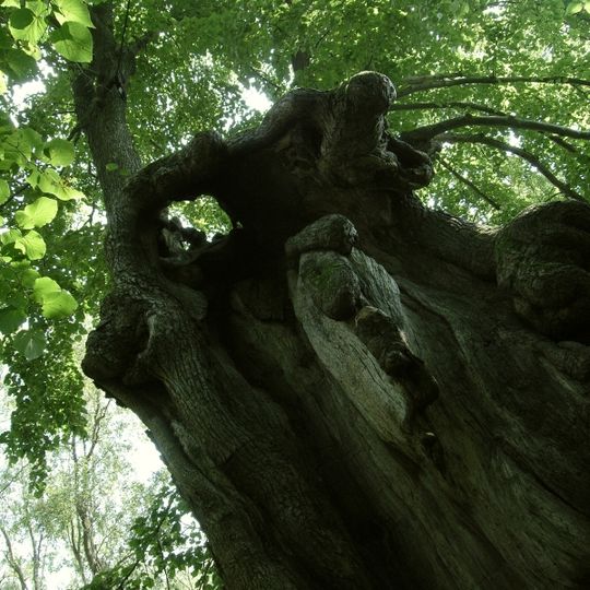 Dolní Popovská lípa