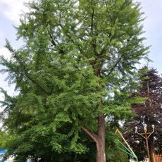 Ginkgo