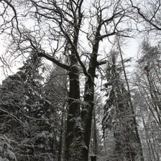 Dub letní v Děkanském lese, Hlincová Hora