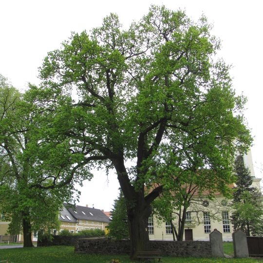 Naturdenkmal Zwei Eichen an der Kirche Christinendorf
