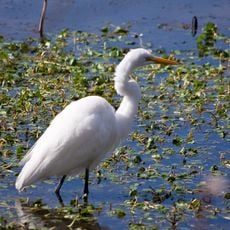 Brazos Bend State Park