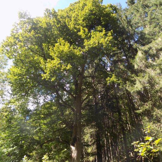 Lípa na Wunderbachu