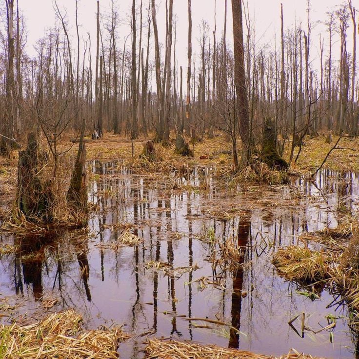 Kampinos National Park