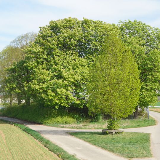 4 Kastanien beim Wasserbehälter