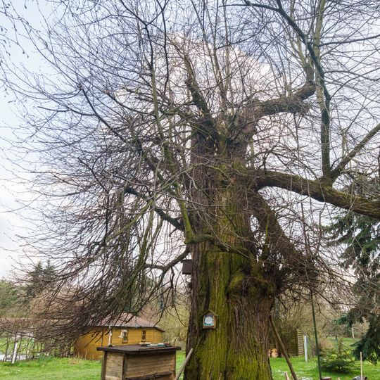 Tilia cordata in Merkwitz